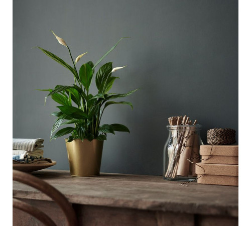 Roślina doniczkowa, Lilia pokoju SPATHIPHYLLUM 601.449.01
