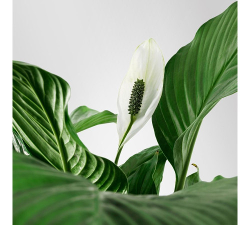 Roślina doniczkowa, Lilia pokoju SPATHIPHYLLUM 601.449.01