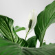 Roślina doniczkowa, Lilia pokoju SPATHIPHYLLUM 601.449.01