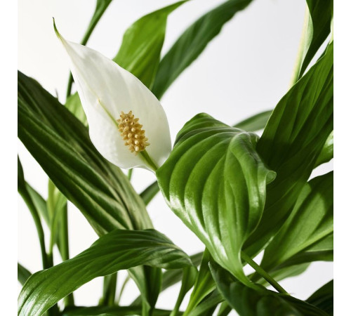Roślina doniczkowa, Lilia pokoju SPATHIPHYLLUM 601.449.01