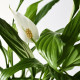 Roślina doniczkowa, Lilia pokoju SPATHIPHYLLUM 601.449.01