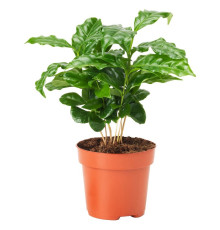 Roślina doniczkowa, kawa COFFEA ARABICA 605.834.34