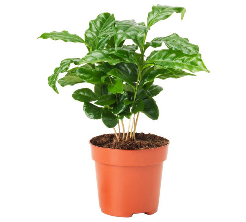 Roślina doniczkowa, kawa COFFEA ARABICA 605.834.34
