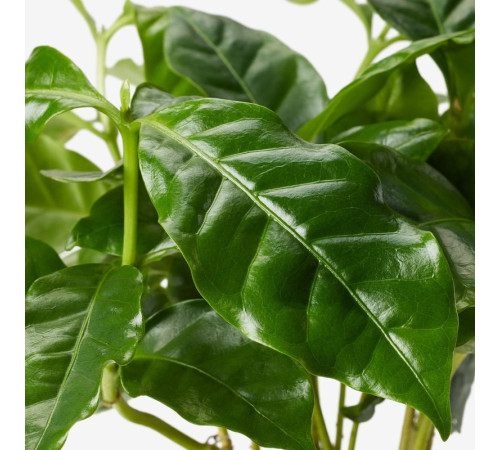 Roślina doniczkowa, kawa COFFEA ARABICA 605.834.34