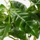 Roślina doniczkowa, kawa COFFEA ARABICA 605.834.34