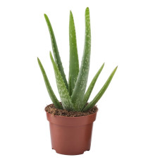 Roślina doniczkowa, Aloes ALOE VERA 702.766.51