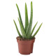 Roślina doniczkowa, Aloes ALOE VERA 702.766.51