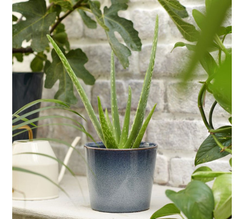 Roślina doniczkowa, Aloes ALOE VERA 702.766.51