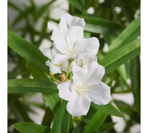 Sztuczna roślina doniczkowa, do wewnątrz/na zewnątrz/oleander biały FEJKA 806.177.01