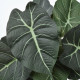 Sztuczna roślina doniczkowa, do wewnątrz/na zewnątrz alocasia FEJKA 006.008.70
