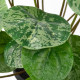 Sztuczna roślina doniczkowa, do wewnątrz/na zewnątrz Pilea FEJKA 306.008.59