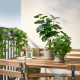 Sztuczna roślina doniczkowa, do wewnątrz/na zewnątrz Aralia FEJKA 606.008.53