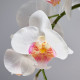 Sztuczna roślina doniczkowa, Orchidea biały FEJKA 706.153.35